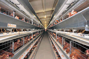 Poultry Cages